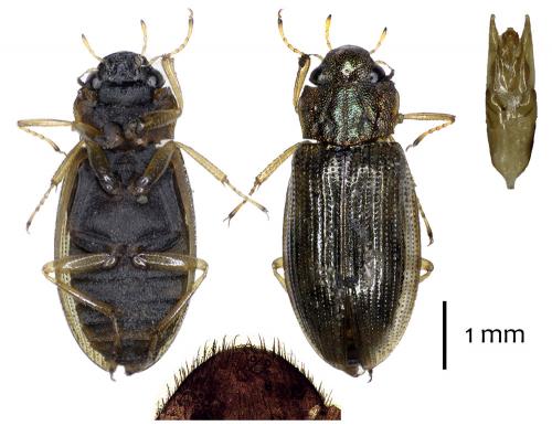 Helophorus sp.